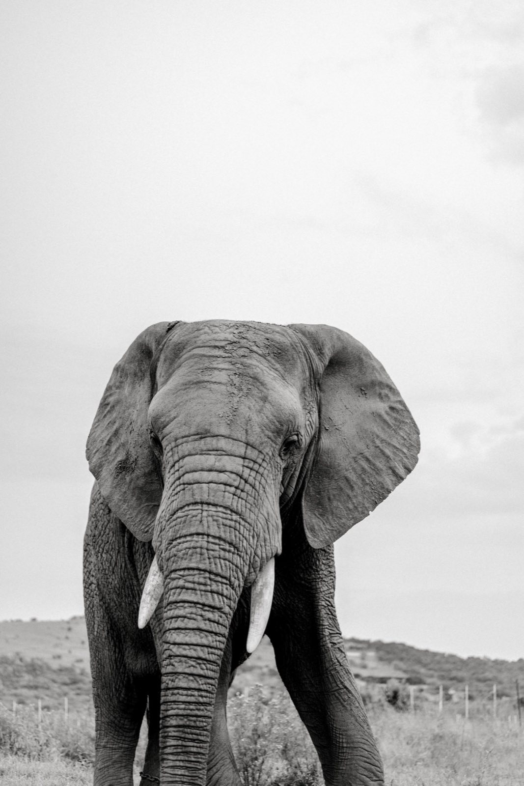 Elephant portrait in a wide open landscape, photographed in black and white